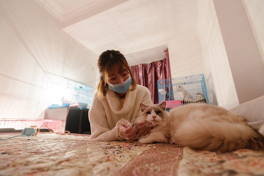 Une passionnée de chats dans le Guandong