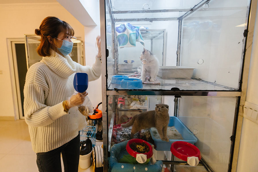 Une passionnée de chats dans le Guandong