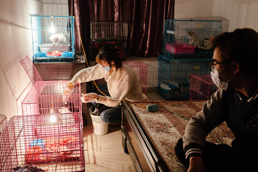 Une passionnée de chats dans le Guandong