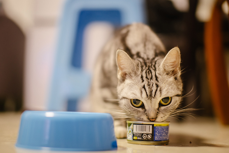 Une passionnée de chats dans le Guandong