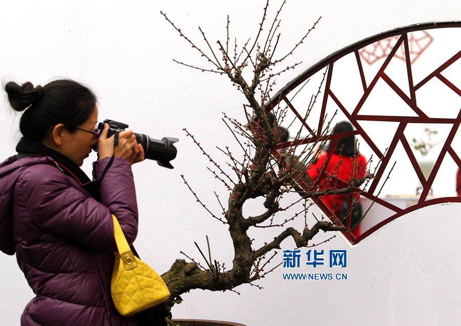 Des milliers de chimonanthes pour vous accueillir dans le Henan