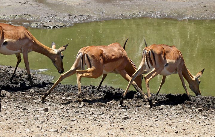 Sécheresse : les impalas sous la menace des crocodiles