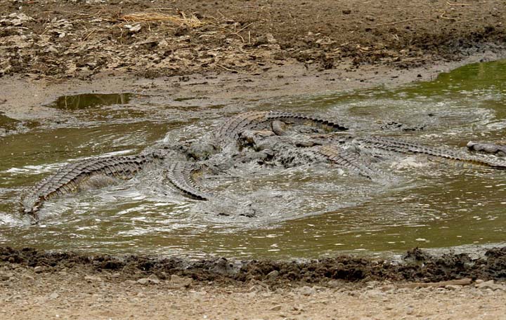 Sécheresse : les impalas sous la menace des crocodiles