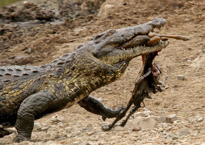 Sécheresse : les impalas sous la menace des crocodiles