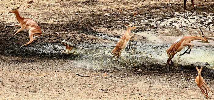 Sécheresse : les impalas sous la menace des crocodiles