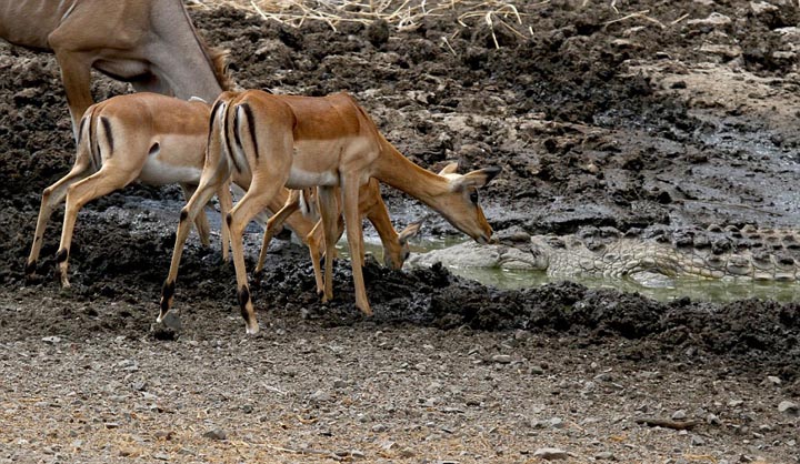 Sécheresse : les impalas sous la menace des crocodiles