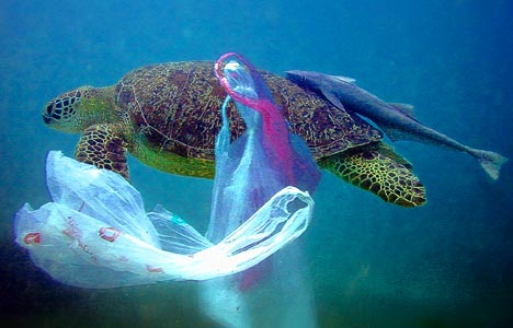 En 2050, il y aura plus de plastique que de poissons dans les océans