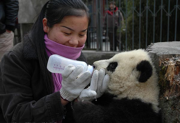 La vie bien étrange, mais palpitante, d'un éleveur de panda