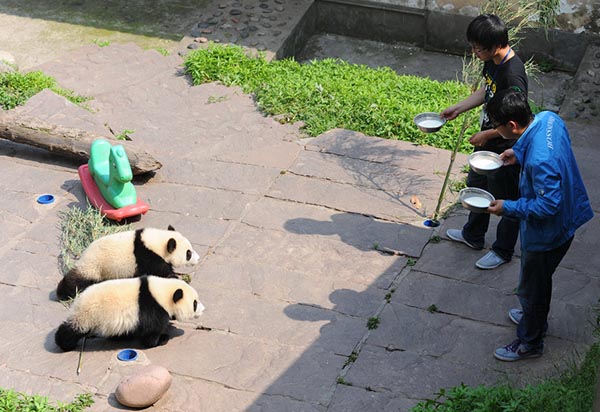 La vie bien étrange, mais palpitante, d'un éleveur de panda