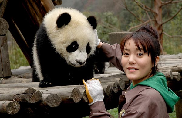 La vie bien étrange, mais palpitante, d'un éleveur de panda