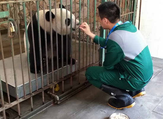 La vie bien étrange, mais palpitante, d'un éleveur de panda