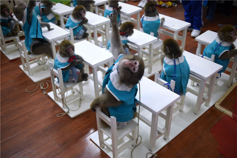 Quand les singes vont en classe pour se préparer à leur année...