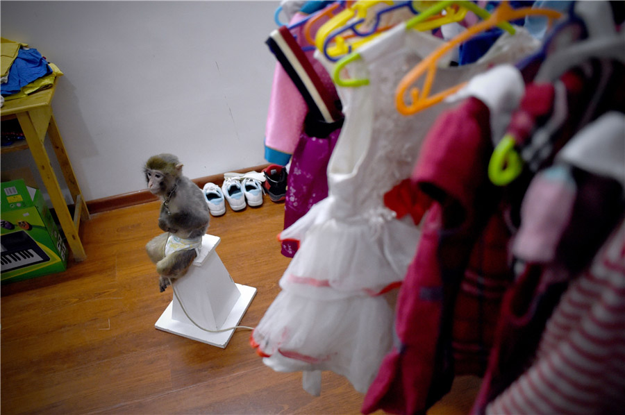 Quand les singes vont en classe pour se préparer à leur année...