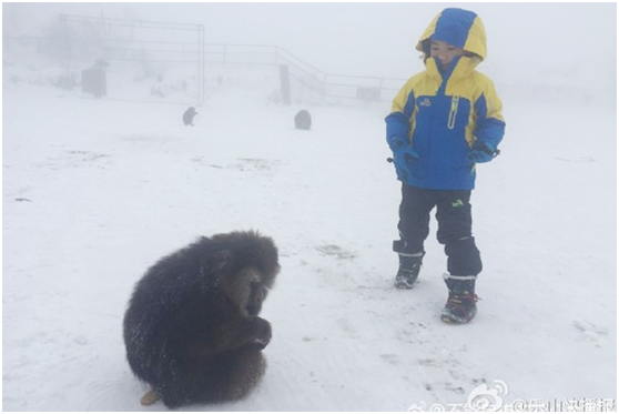 Les internautes volent au secours d'un singe blessé à quelques jours de l'Année du Singe