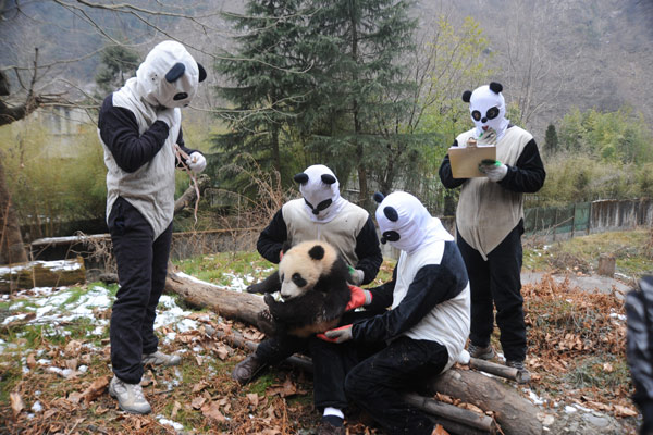 Des pandas formés pour un retour à l'état sauvage