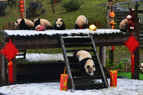 Les pandas nés en 2015 célèbrent aussi la Fête du Printemps