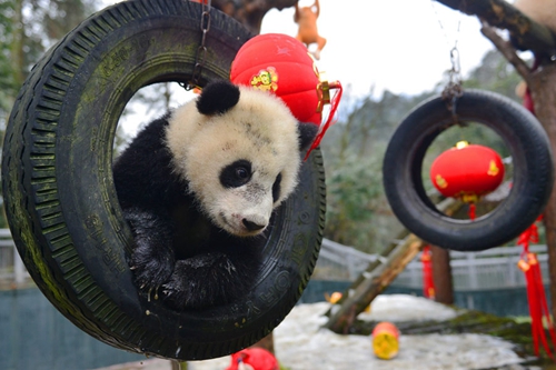 Les pandas nés en 2015 célèbrent aussi la Fête du Printemps