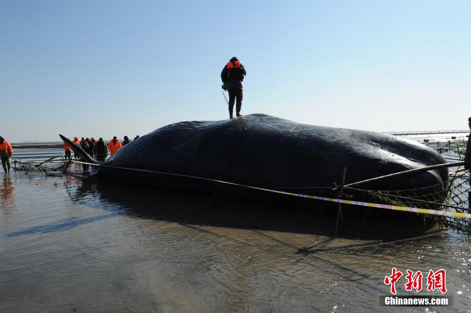 Deux cachalots échoués sur une plage chinoise