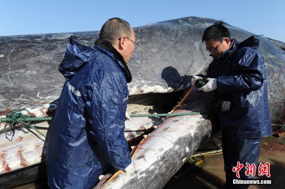 Deux cachalots échoués sur une plage chinoise