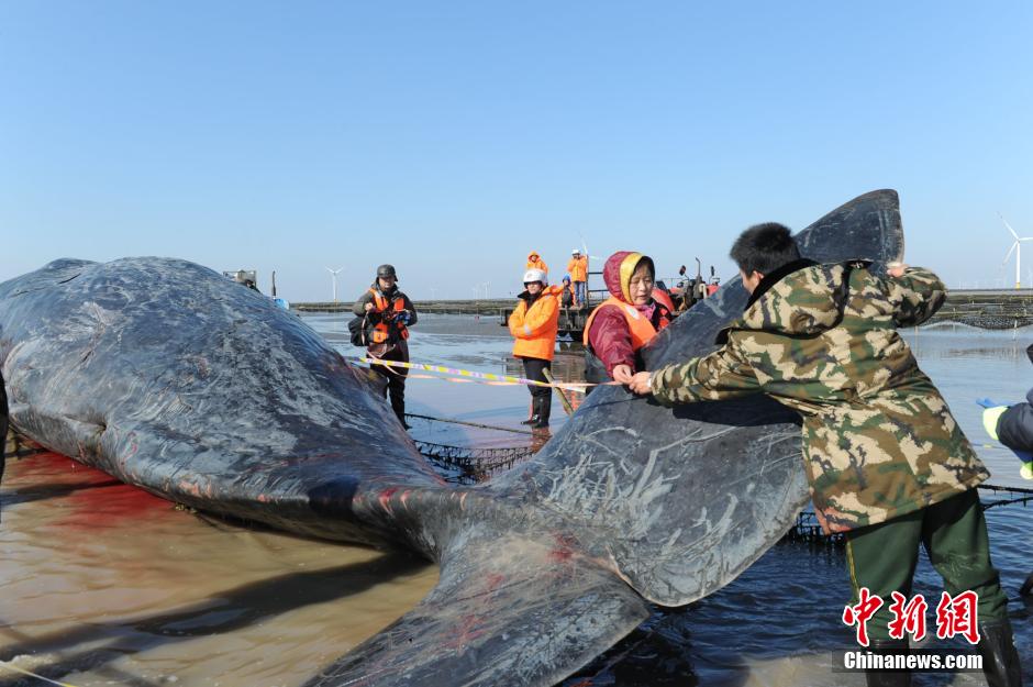 Deux cachalots échoués sur une plage chinoise