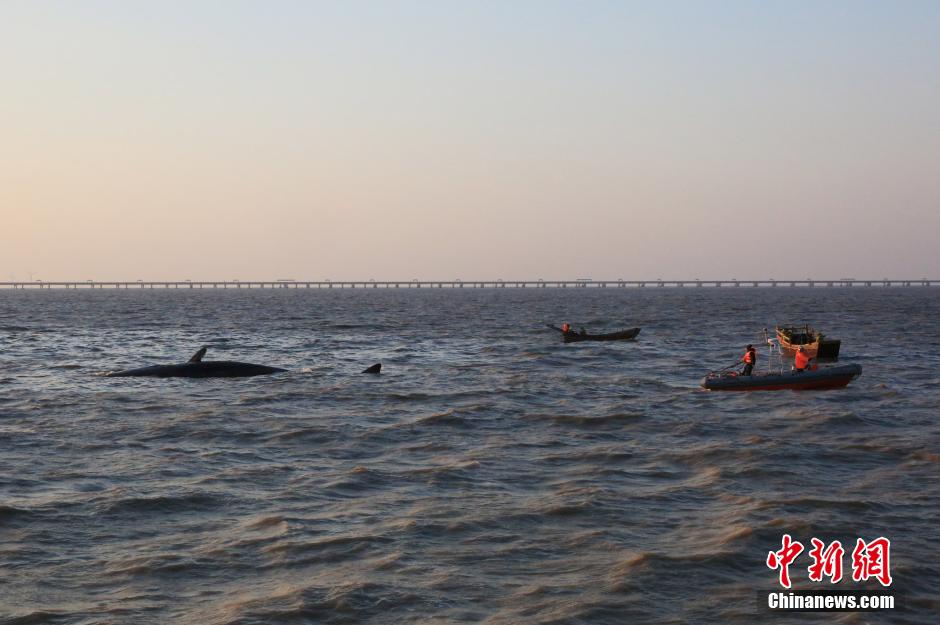 Deux cachalots échoués sur une plage chinoise