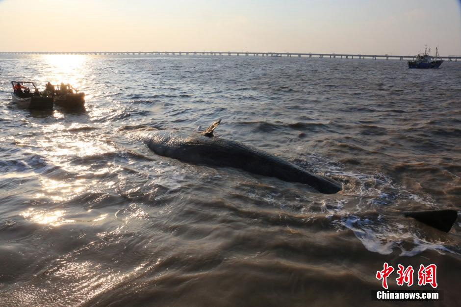 Deux cachalots échoués sur une plage chinoise