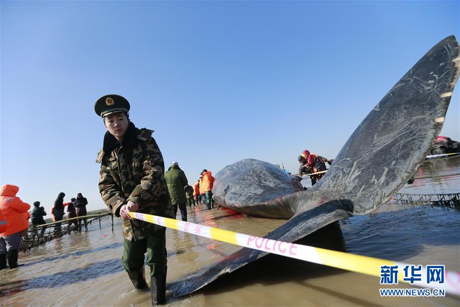 Deux cachalots échoués sur une plage chinoise