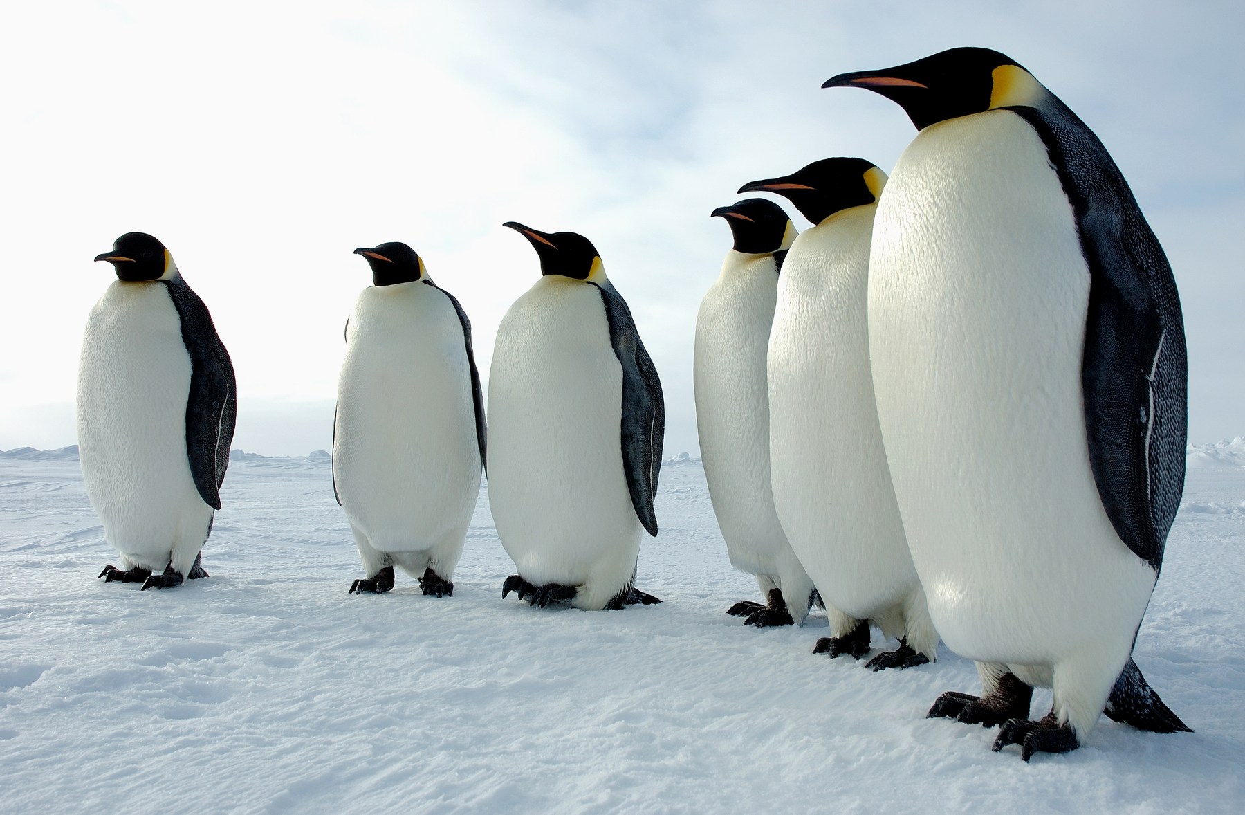 Antarctique : Un iceberg s'échoue et tue 150 000 manchots