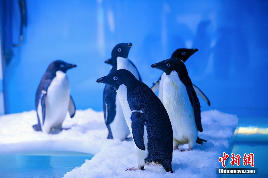 Les ? Pingouins de Madagascar ? en vrai à Chongqing !