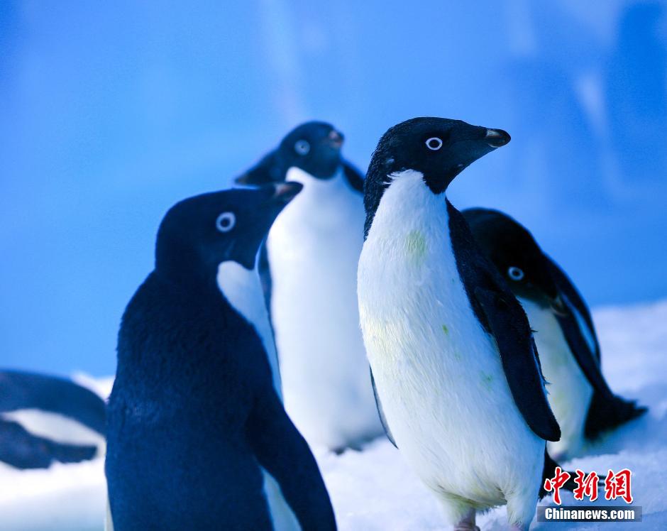 Les ? Pingouins de Madagascar ? en vrai à Chongqing !