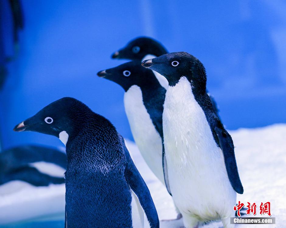 Les ? Pingouins de Madagascar ? en vrai à Chongqing !