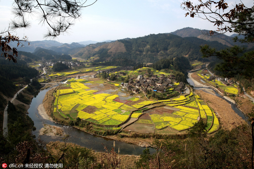 Des colzas en fleurs dans le sud-ouest de la Chine