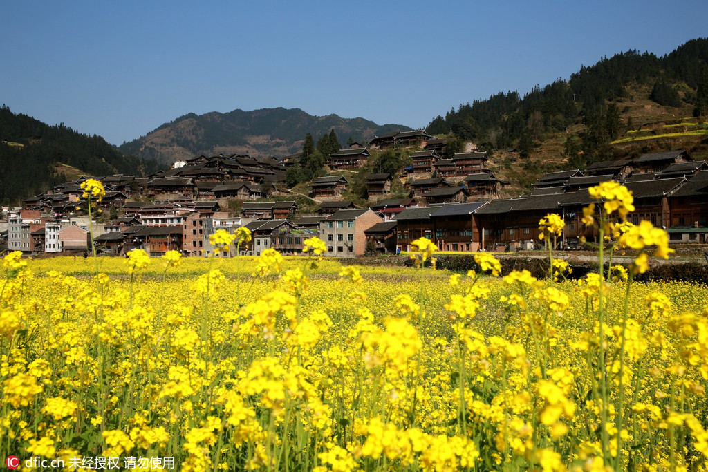 Des colzas en fleurs dans le sud-ouest de la Chine