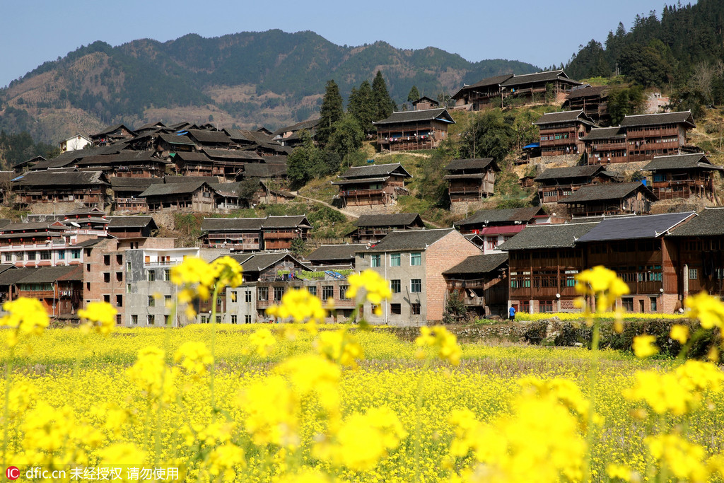 Des colzas en fleurs dans le sud-ouest de la Chine