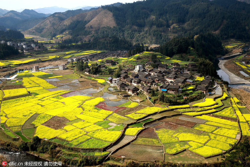 Des colzas en fleurs dans le sud-ouest de la Chine