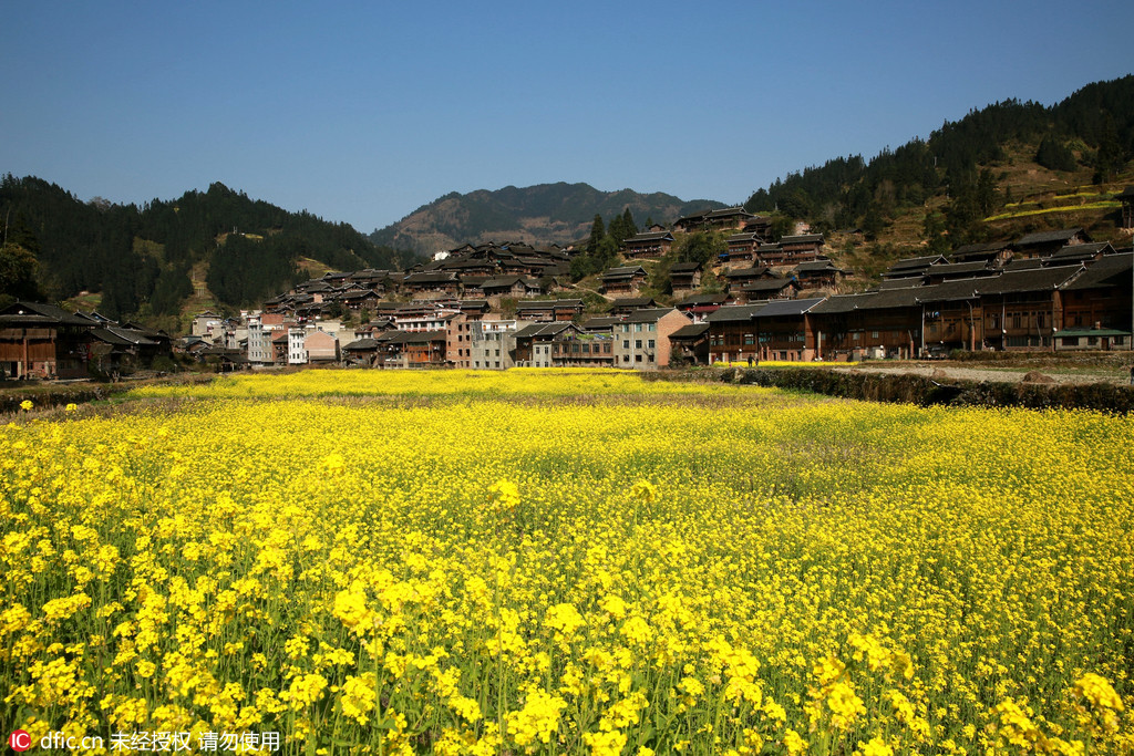 Des colzas en fleurs dans le sud-ouest de la Chine