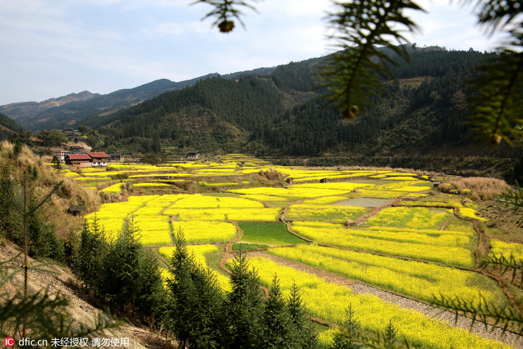 Des colzas en fleurs dans le sud-ouest de la Chine