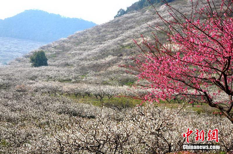 Zhejiang : allez plonger dans la mer des fleurs de prunier ! 