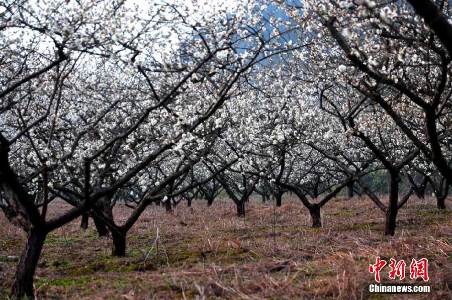 Zhejiang : allez plonger dans la mer des fleurs de prunier ! 