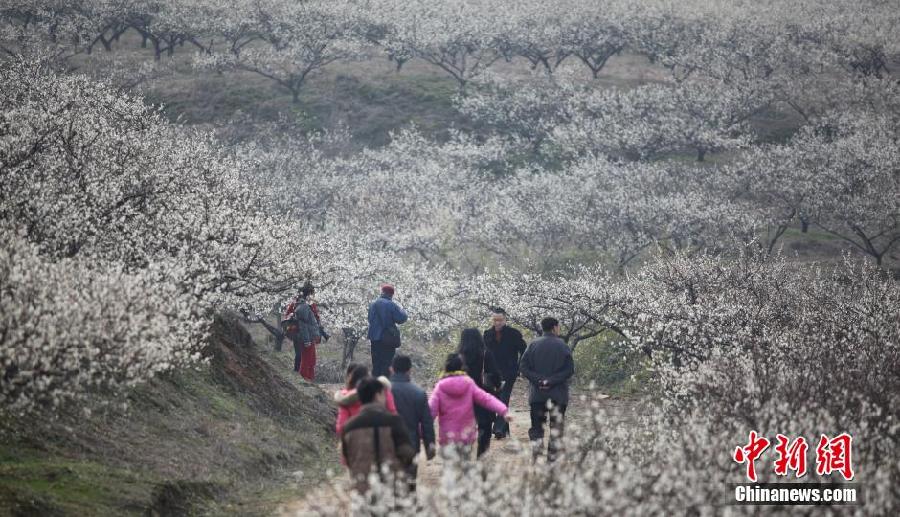 Zhejiang : allez plonger dans la mer des fleurs de prunier ! 