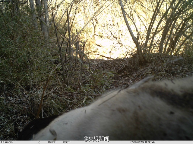 Images de pandas sauvages dans le Shaanxi