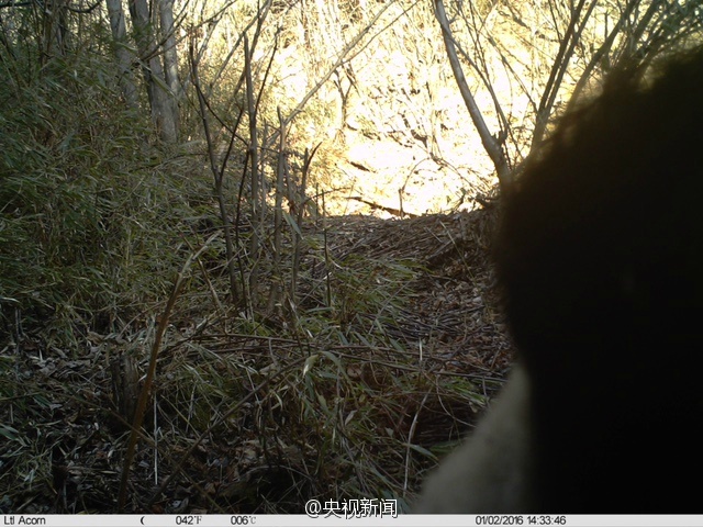 Images de pandas sauvages dans le Shaanxi