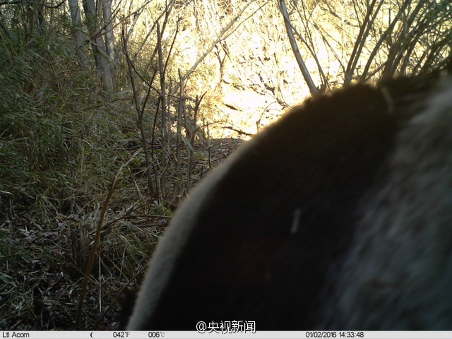 Images de pandas sauvages dans le Shaanxi