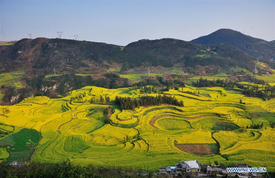 Chine: épanouissement des fleurs de colza dans le Yunnan 