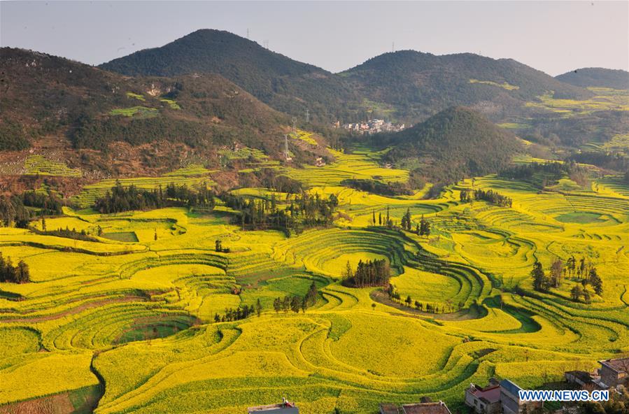 Chine: épanouissement des fleurs de colza dans le Yunnan 