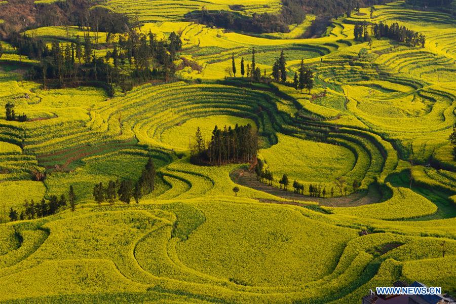 Chine: épanouissement des fleurs de colza dans le Yunnan 