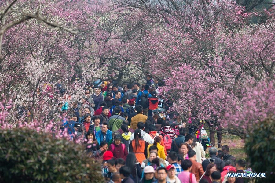 Beauté des pruniers en fleurs dans le sud-est de la Chine