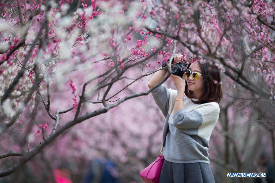 Beauté des pruniers en fleurs dans le sud-est de la Chine