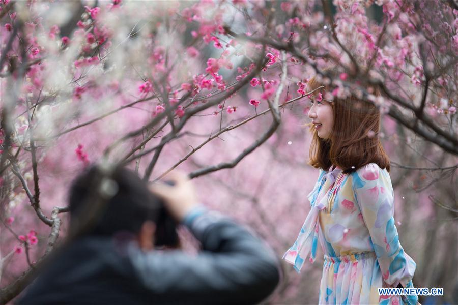 Beauté des pruniers en fleurs dans le sud-est de la Chine