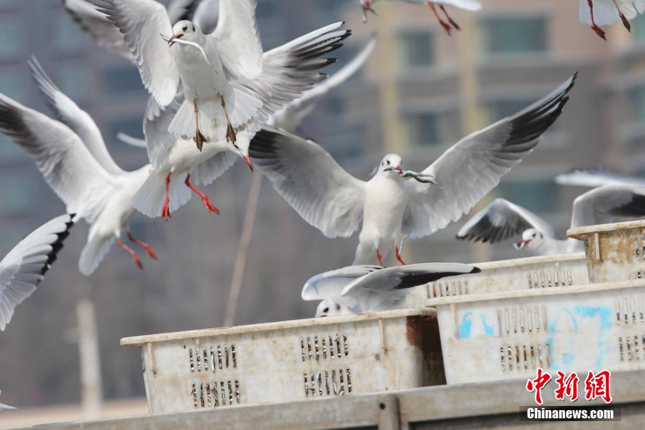 Insolite : le port de Qingdao et ses mouettes voleuses